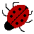 ladybug